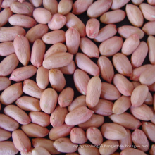 New Crop Chinese Peanut Kernel